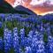 THE DROP IN the edge of adventure - Mount Crested Butte