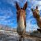 Letchworth Farm Guesthouses