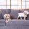Dog-friendly private lodging HURU - Takashima