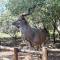 Sounds of Kruger Safari Villa - Marloth Park