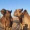 Al Damany Desert camp &Villa