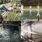 Howells Mere 90, Crows Nest