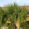 Island Inn By OYO Galveston Beach, TX