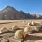 Sun rise wadi rum camp