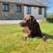Lovely Little Garden Cottage, Tamar Valley, Cornwall - Stoke Climsland