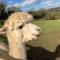 Glamping with Alpacas! - Alton Towers - Denstone