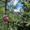 Zaunkönig