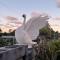 Two Swans