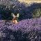 Dungeness Barn House Bed and Breakfast at Two Crows Farm - سيكيم