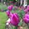 Foto: Tulips 22/24