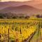 Sebastopol Wine Country Home with Vineyard Views - سيباستوبول