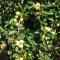 Sebastopol Wine Country Home with Vineyard Views - سيباستوبول
