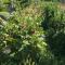 Sebastopol Wine Country Home with Vineyard Views - سيباستوبول