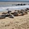 Hemsby Caravan Hire