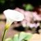 Palmiet Valley Wine Estate & Boutique Hotel