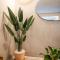 Charming Cozy Apartment in the Heart of Coyoacán - 墨西哥城