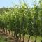 Chambres sous les vignes du Buttois