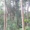 Jungle Hideaway Villas - Newly Renovated Formerly Griya Bunga 2 - Unit 1 - 乌布