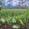 Jungle Hideaway Villas - Newly Renovated Formerly Griya Bunga 2 - Unit 1 - 乌布