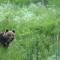 Bear Watching Hide of Alutaguse - Palasi