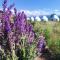 Eco Village Lodge