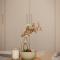 Kumquat Apt at Corfu Port! - Agios Rokkos
