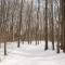 Riverwood South Haven Retreat on 10 Acres