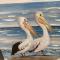 Pelicans Rest Albany, So much to explore!