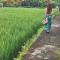 Jungle Hideaway Villas - Newly Renovated Formerly Griya Bunga 2 - Unit 4 - 乌布