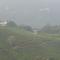 Misty Bush Munnar