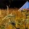 The Oaks Tent Pitches with no accommodation supplied and you must bring your own tent - Colkirk