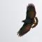 Nueva Vida Birding Paradise