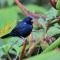 Nueva Vida Birding Paradise Nueva Vida Birding Paradise