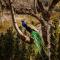 AJWA Cappadocia - Preferred Hotels Legend Collection