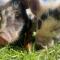Rubys Retreat! Farm Stay! North devon! Sleeps 6! Beaches Exmoor!