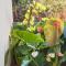 Nakshatra Homestay