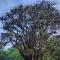 Tree Aloe Guest House