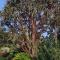 Tree Aloe Guest House