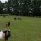 Camping Stevin ranc