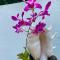 Private Oceanfront Fijian Villa Sleeps 8 - 马洛洛