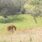 Finca Batlet