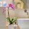 See Table Mountain from a Historic Home - 开普敦