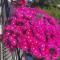 Bougainvillea Relais