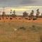 Boothenba Cottage Farm Stay