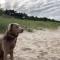 Reet am Strand mit Hund