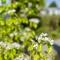 Chalet Sirun Strandcamping Valkenisse, Biggekerke