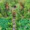 Ubud Art Resort