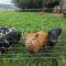 The Dairy at Brackenthwaite Farm