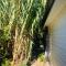 Bird Paradise In Bush setting