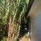 Bird Paradise In Bush setting